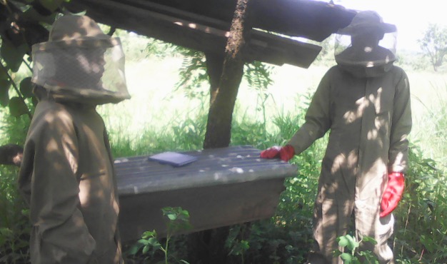 Members using bee suit produced by HIVE Uganda in their hives.