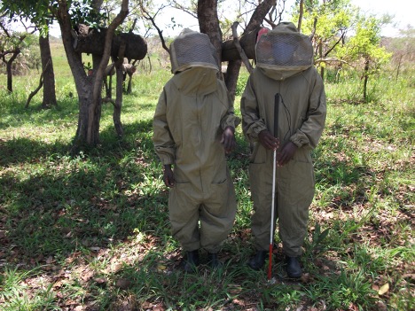 A visually impaired beekeeper protecting beekeeping to protect trees