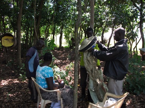 Bee farm of a visual impairment protecting forest